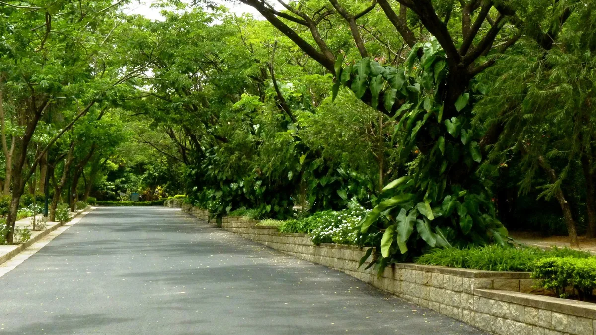 A tree-lined avenue on the IIM Bangalore campus (representative image).