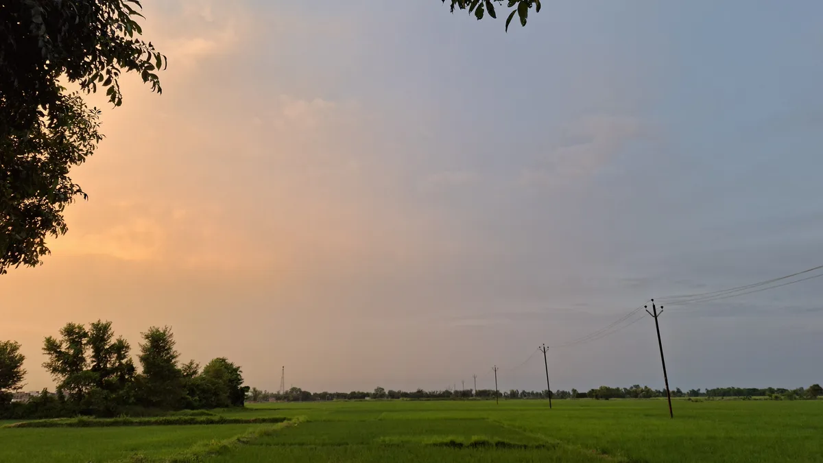 A paddy field during rice transplantation in East Champaran, Bihar. The PJTAU counselling covers BSc (Hons) Agriculture and BTech Food Technology seats.