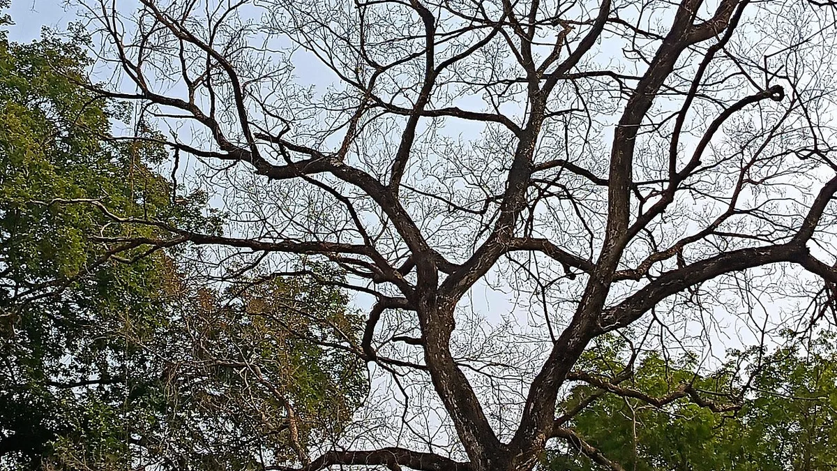University of Allahabad campus