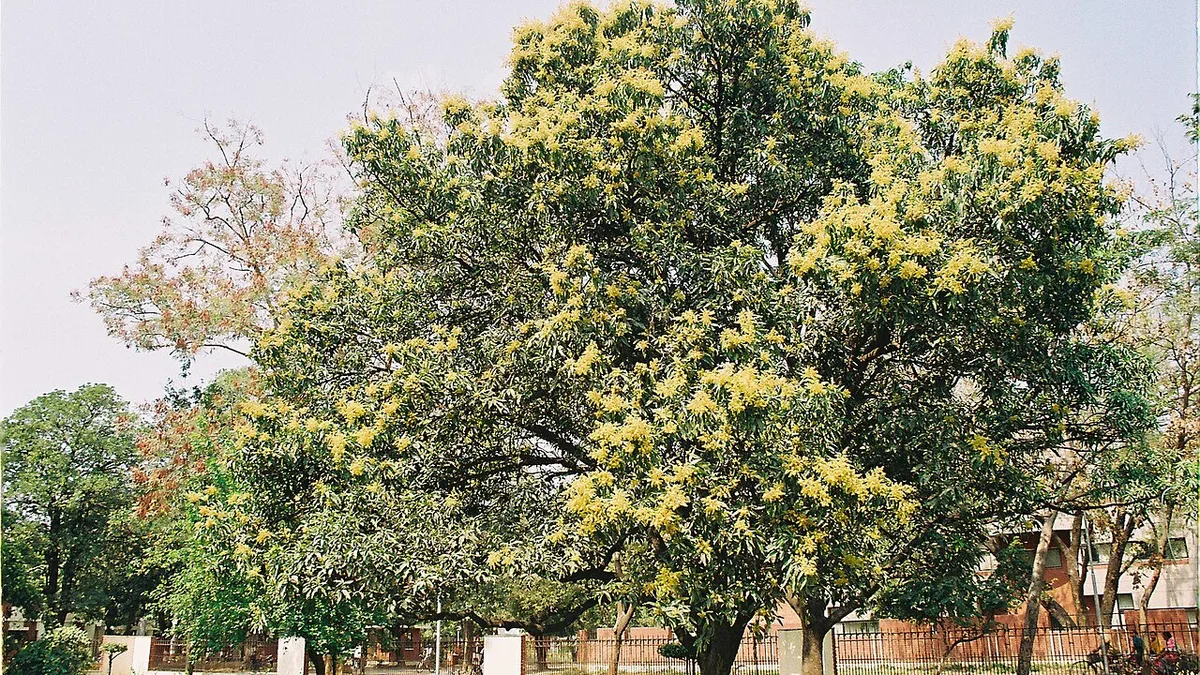 Indian Institute of Technology Kanpur campus