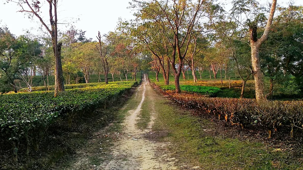 National Institute of Technology Silchar campus