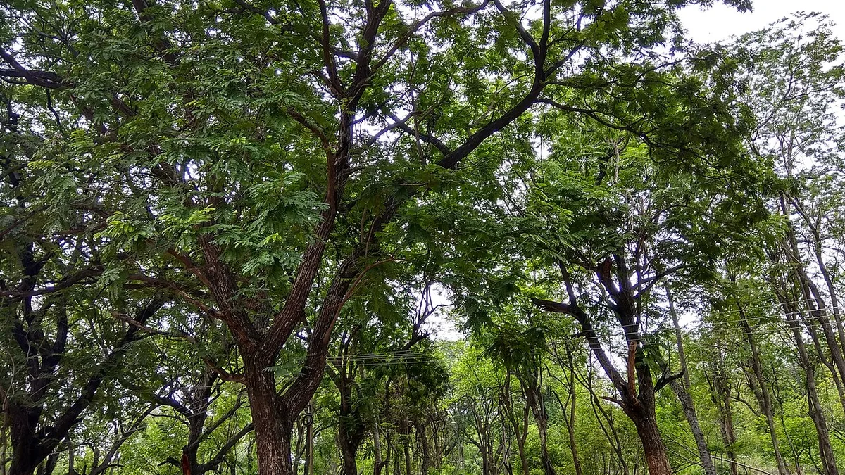 Osmania University campus