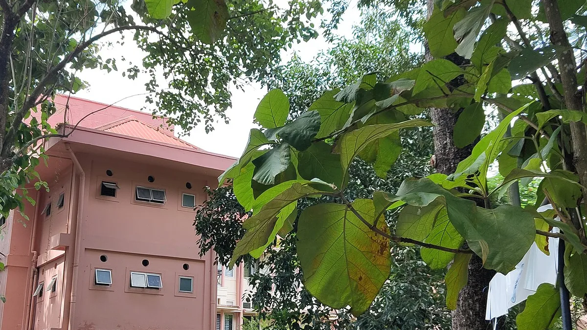 Tezpur University campus